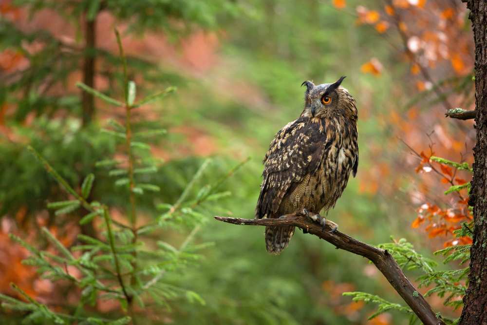 Euroasian Eagle Owl von Milan Zygmunt