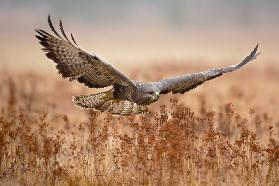 Gemeiner Bussard