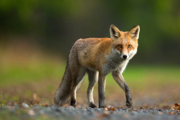 Red Fox von Milan Zygmunt
