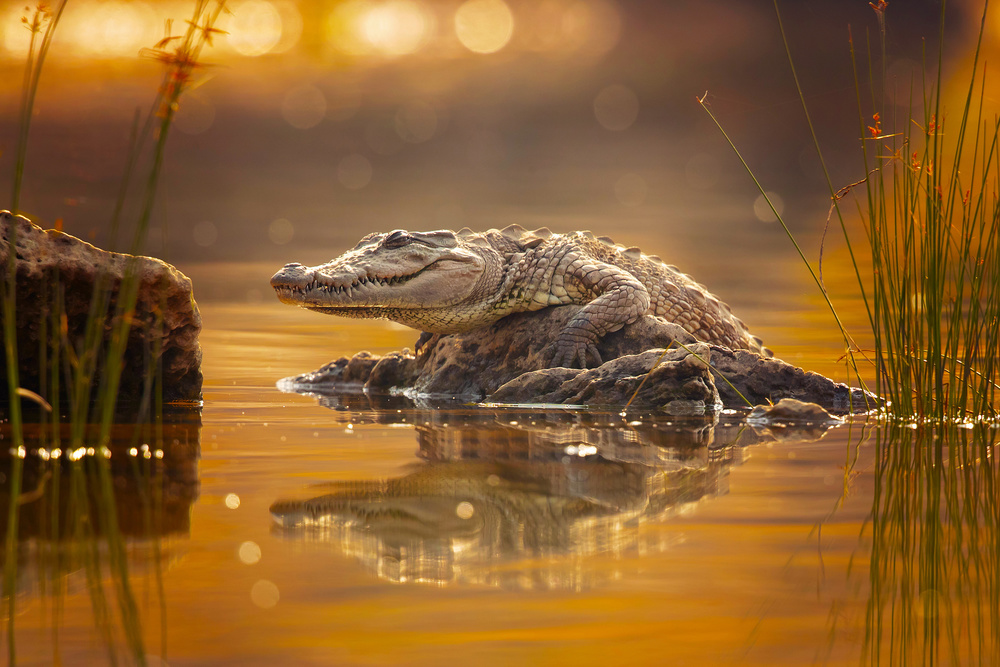 Straßenräuber-Krokodil von Milan Zygmunt