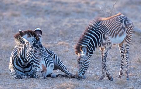 Grevy Zebra Mama und Baby