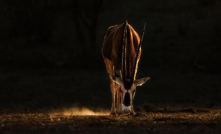 Morgen-Oryx