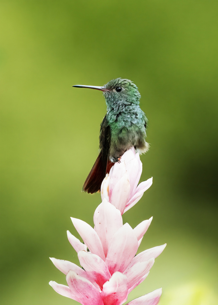 Kolibri von Ming Chen