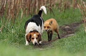 Der schlechteste Jagdhund der Welt