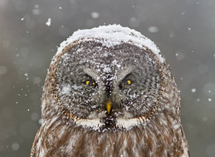 Great Grey Owl Winter Portrait von Mircea Costina