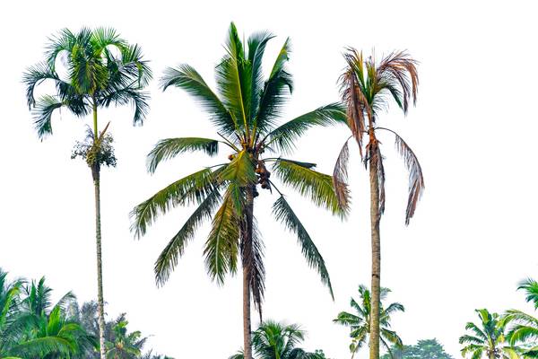 Bali Palmen, Fotokunst, Natur, Bäume, Floral, Natur von Miro May