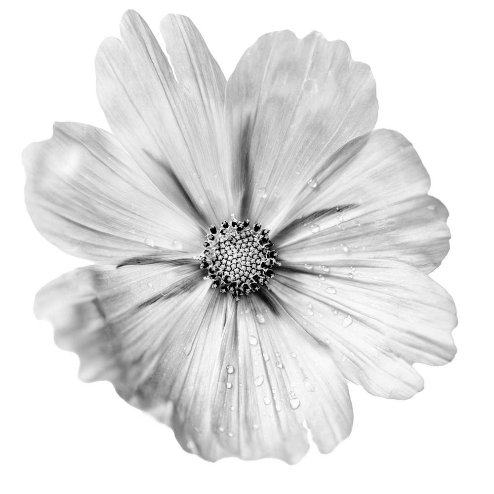 Blume in Schwarz Weiss von Miro May