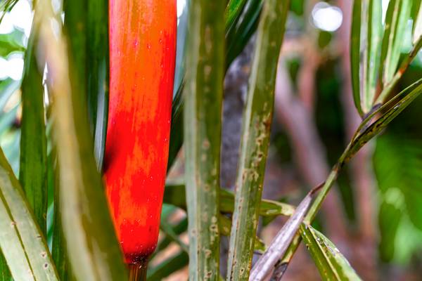 Natur, Floral, Bali, Regenwald, Fotokunst, Bunt von Miro May