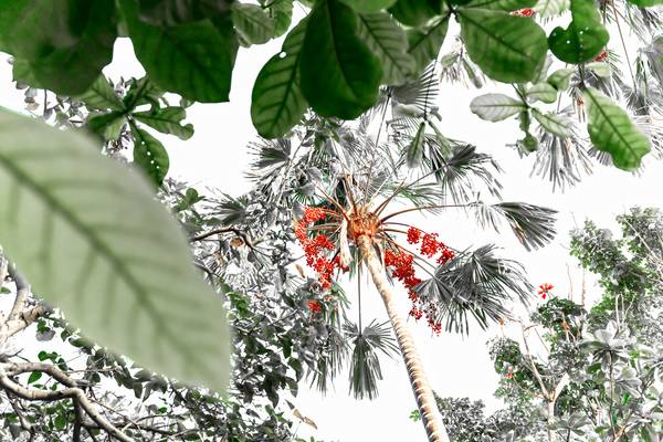 Palme hinter Blättern, Regenwald, Bali, Floral, Fotokunst von Miro May