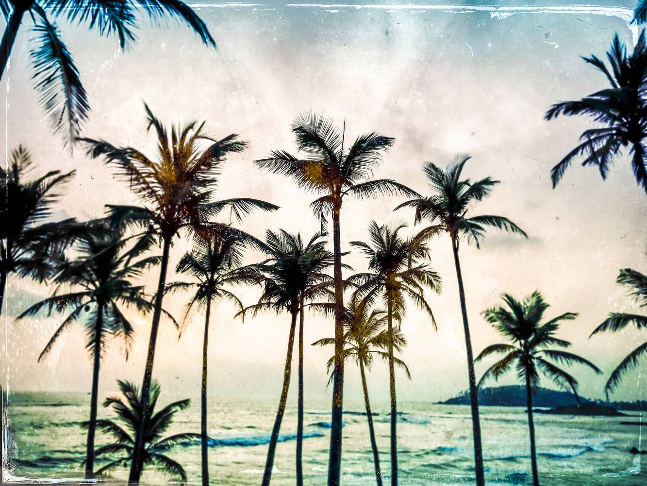 Palmen am Strand in Sri Lanka von Miro May