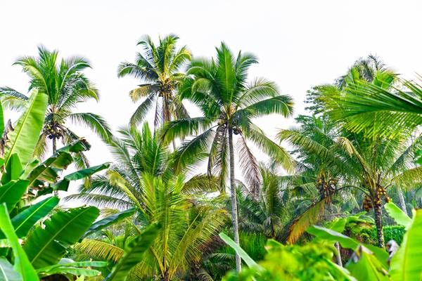 Palmen auf Bali, Regenwald, Floral, Natur, Grün, Bäume, Fotokunst von Miro May
