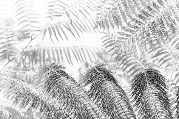 Schwarz Weiss, Farne, Palmen, Natur, Floral, Bali, Fotokunst von Miro May
