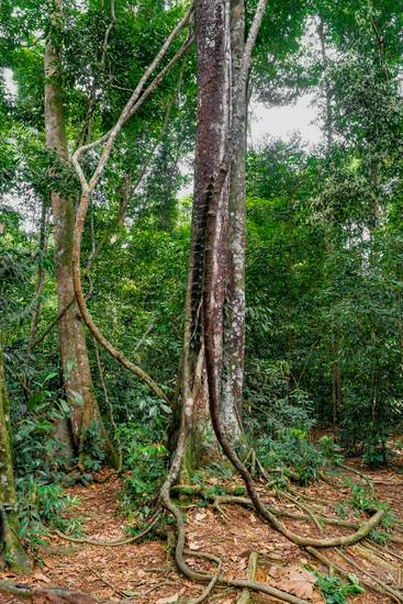 Baum im Regenwald, Natur, Wald, Sumatra, Baumwurzeln, Jungle, Wunder der Natur 2022
