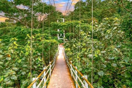 Brücke im Regenwald, Pflanzenwelt, Brücke im grünen, tropische Pflanzen, Sumatra 2022