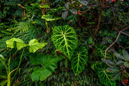 Flora und Fauna, Naturbild, Pflanzen im Regenwald, Traumhafter Jungle 2022