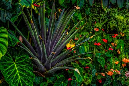 Garten Eden, Regenwald, Jungle, Pflanzen und Blumen, Traumhafte Natur 2022