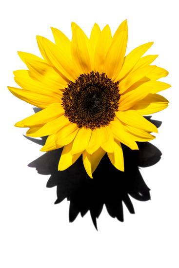 Sonnenblume, Blume, Fotokunst, minimalistisch, minimal, floral, Natur 2022