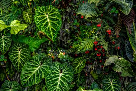 Tropische Pflanzen im Regenwald, Pflanzen und Blumen im Dschungel, Botanische Motive 2022