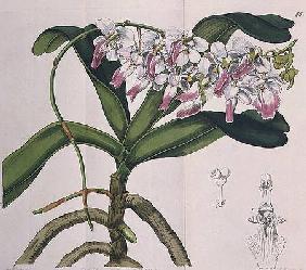 Aerides Crispum (orchid) published by I. Ridgway 1842