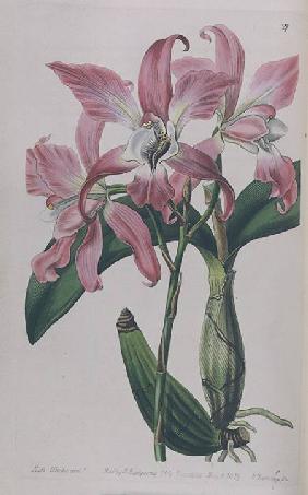 Coryanthes Macrantha published by I. Ridgway 1839
