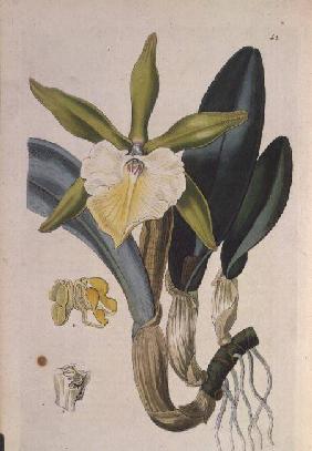 Orchid: Brassavola glauca, published by I. Ridgway 1846