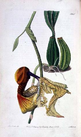 Orchid: Laelia autumnalis, published by I. Ridgway 1836