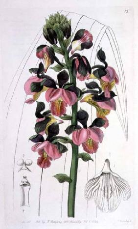 Orchis Lissochilus Roseus, published by I. Ridgway 1844