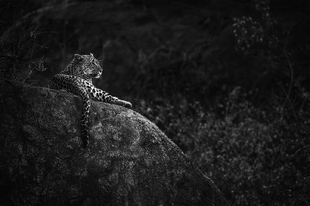 Mutter Leopard