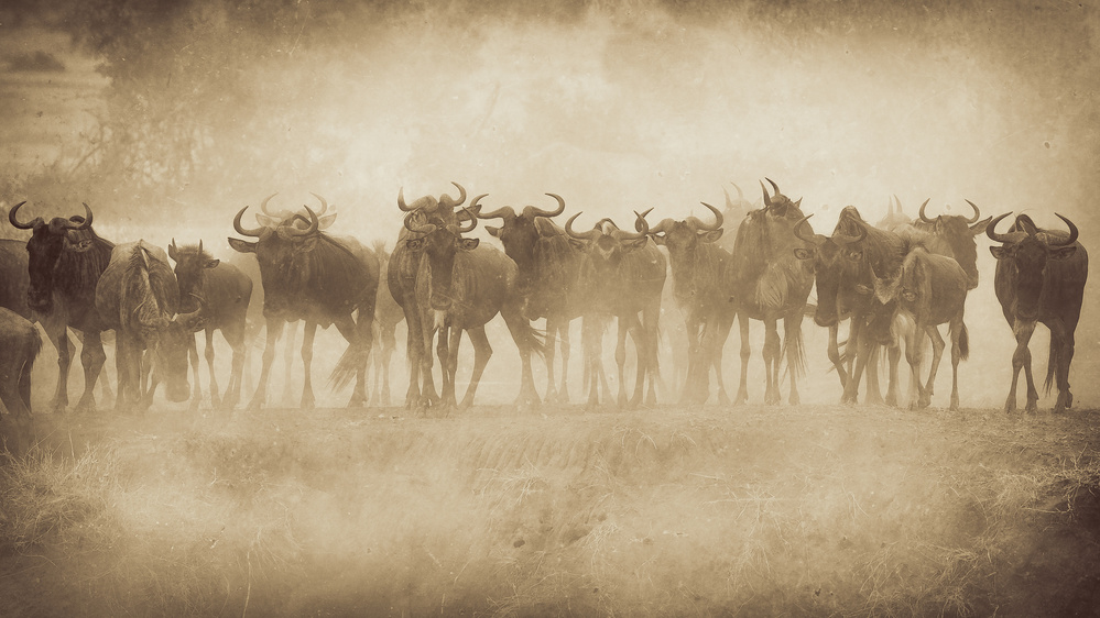 Serengeti soll nicht sterben von Mohammed Alnaser