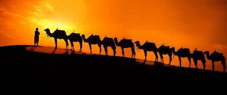 Kamel auf dem Wüstensonnenuntergang