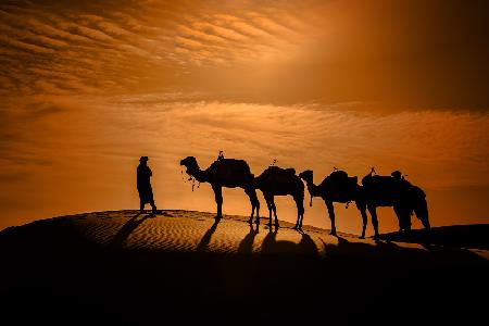 Kamel in der Wüste bei Sonnenuntergang