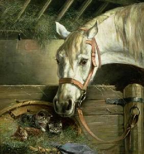 Horse and kittens 1890