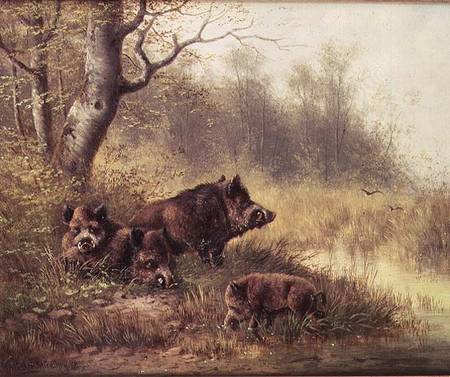 Wild Boar in the Black Forest von Moritz Muller