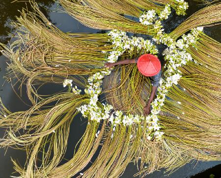 Seerose wird gewaschen