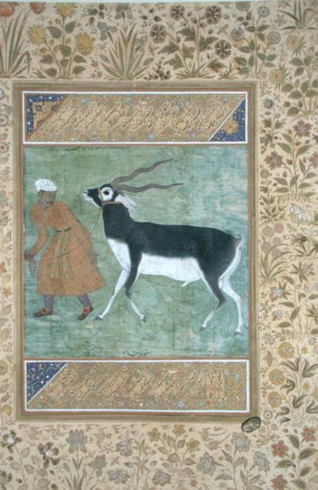An Indian black buck being led by its keeper von Mughal School