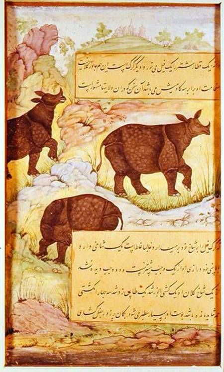 Rhinoceros von Mughal School
