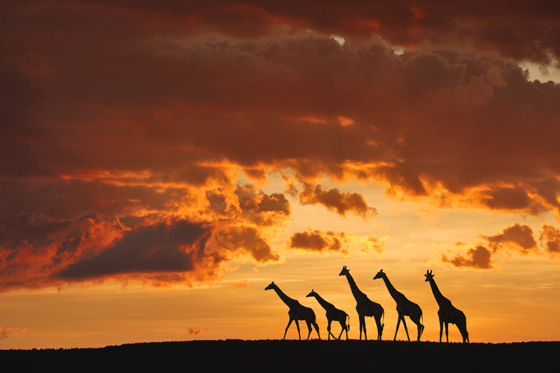 Five Giraffes von Muriel Vekemans
