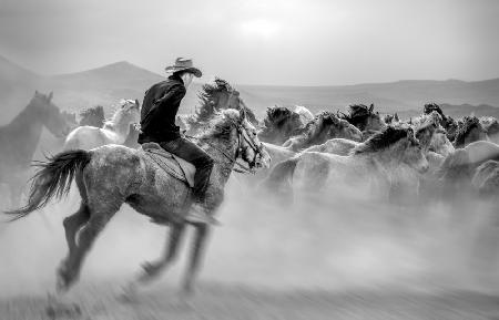Yabani atlar (auch bekannt als Yılkı Atları)