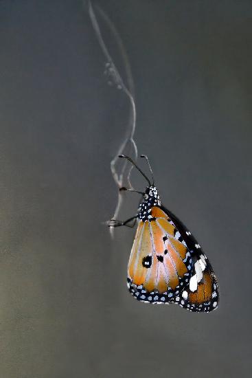 Schmetterling auf Gossamer