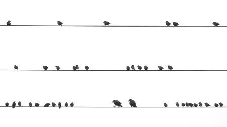 Aufteilung der Vögel
