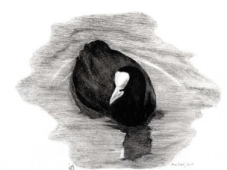 Coot of London 2013