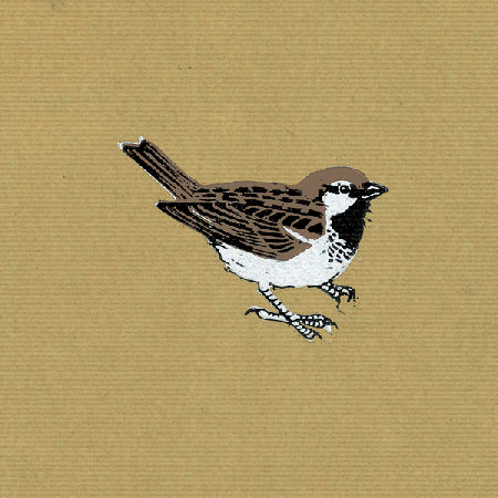 Sparrow 2013