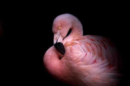 Flamingo im Dunkeln