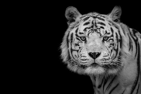Bengalischer weißer Tiger