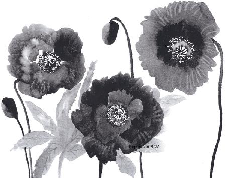 Poppies in Black and white 1999