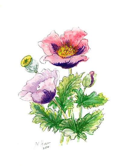 Opium Poppy, 2001 (w/c on paper)  von Nell  Hill