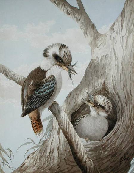 Kookaburras Feeding at a Nest in a Tree von Neville Henry Peniston Cayley