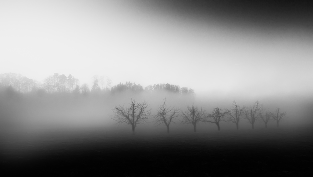 Acht Bäume im Nebel von Nic Keller