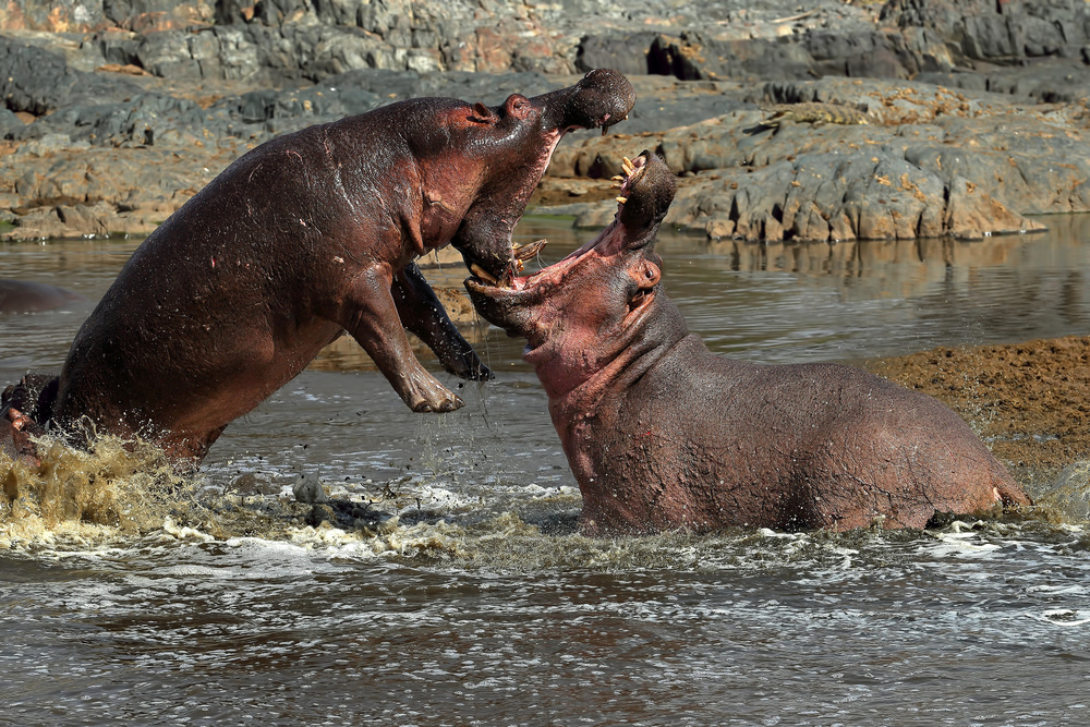 Flusspferde kämpfen von Nicolas Merino