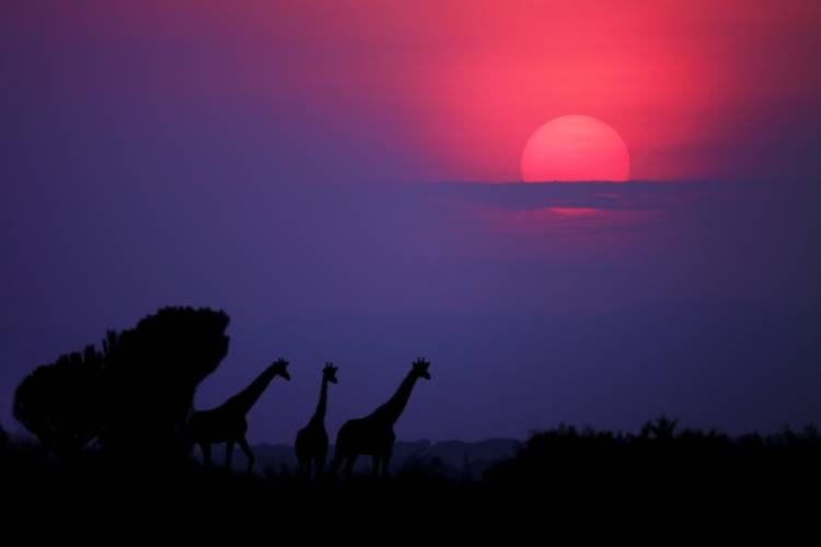 Sunrise in Uganda von Nicolas Merino